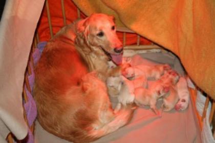 Golden Retreiver reinrassig