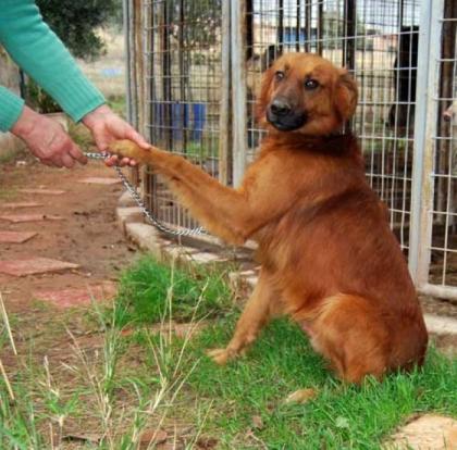 Marley, Setter -Mix von den Anwohnern beschimpft und geschlagen . ein hoffnu