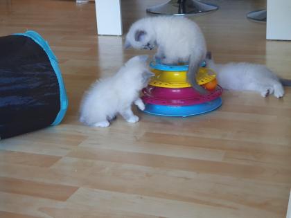 2 Britisch-Kurshaar Kitten abzugeben