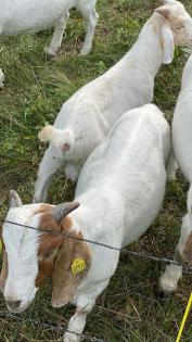 Buhrenziegen