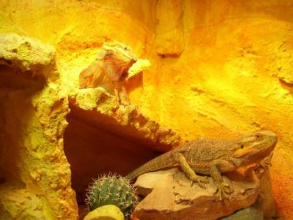 Sancho und Pancho zwei Farbbartagame suchen neues Zuhause