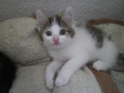 3 kleine Kitten