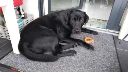 Deckrüde Labrador Golden Retriever