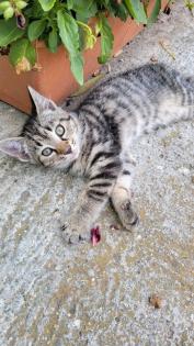 Zwei Katzen, getigert