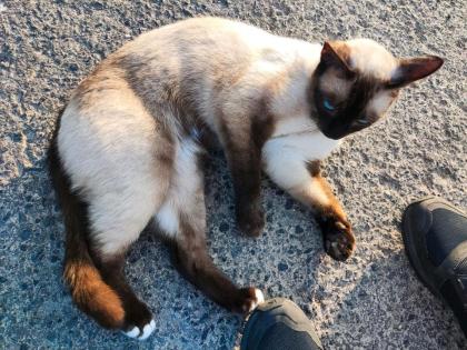 Siam-Kater Simba vermisst