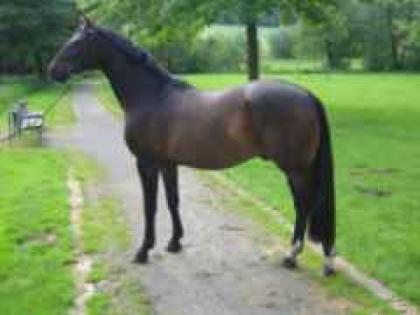 Schicker brauner Wallach, 5jäh