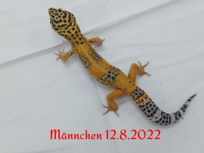 Leopardgecko Männchen, Blood x Bold Bandit