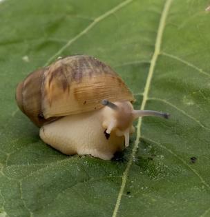 Marginata ovum Schnecken
