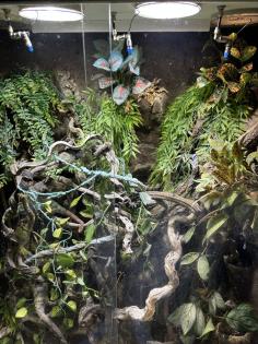 Chamäleon mit Terrarium