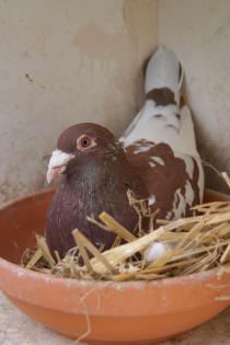 Choco Meulemans Brieftauben