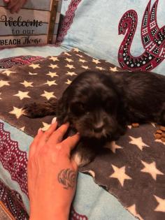 CAVALIER KING CHARLES PUDEL WELPEN