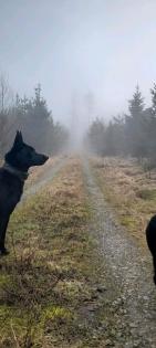 Malinois Rüde 3 Jahre