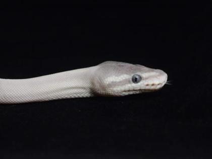 0. 1 Super Mojave poss GHI 2021