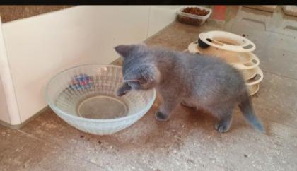 BKH Baby Katzen zu verkaufen