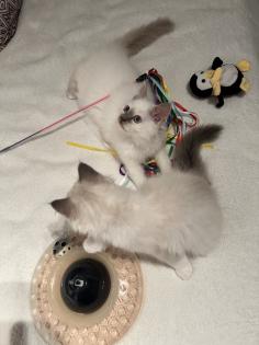 Zwei kitten heilige Birma/ Ragdoll