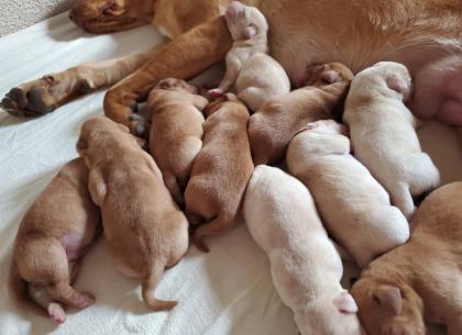 Zuckersüsse Labrador Welpen in Foxred und Blond