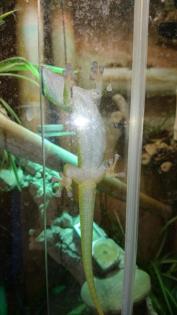 Madagaskar Taggecko, 10 Jahre alt