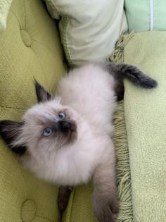 Kitten Siam / Balinese