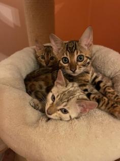 Reinrassige Bengal Kitten mit Stammbaum
