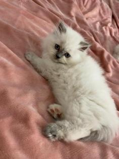 Perser Kitten