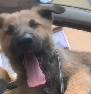 Belgischer Schäferhund Malinois Rüde