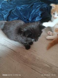 Maine Coon Kater zu verkaufen