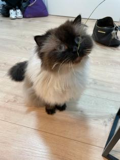 Birma Katzen