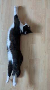 Katzen Geschwisterpaar Junge und Mädchen