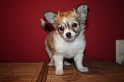 3 Reinrassige Chihuahua-Welpen m. Papiere Ahnentafel suchen neues Zuhause