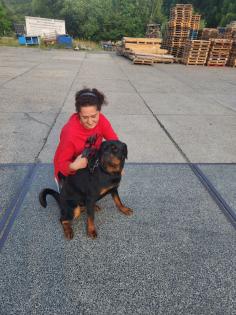 Rottweiler Rüde abzugeben