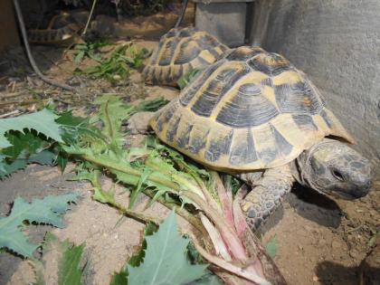 Griechische Landschildkröten THB, robuste Ostrasse, Nachzuchten aus 2020, 2021 und 2022