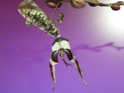 Gottesanbeterinnen Hymenopus / Idolomantis / Plistospilota