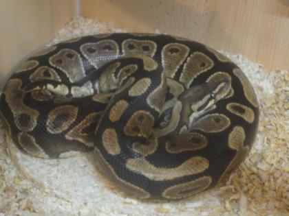 Königsphyton zu verkaufen inkl. Terrarium