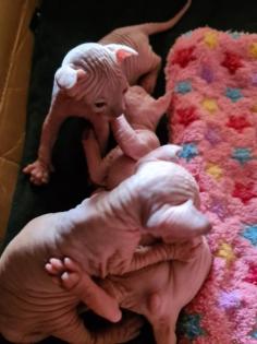 Sphynx Elf Stammbaum blau Augen Kanadische Katze
