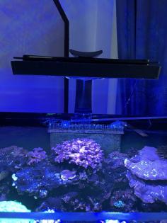 Meerwasser Aquarium