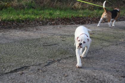 American Bulldog Welpen suchen Traumschloss