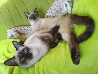 Siamkitten