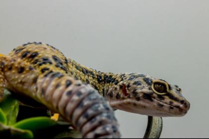 Leopardgecko 1. 13. 16