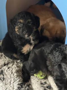 Doodle aussiedoodle