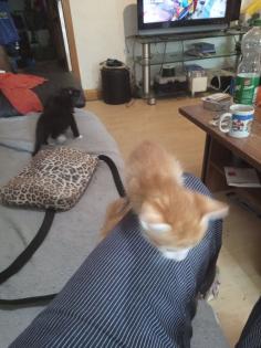 Kitten suchen ein neues zuhause