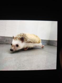 2 Weißbauchigel suchen ein neues zu Hause