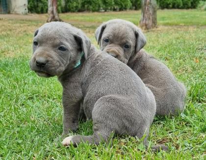 Cane Corso Welpen Reinrassig