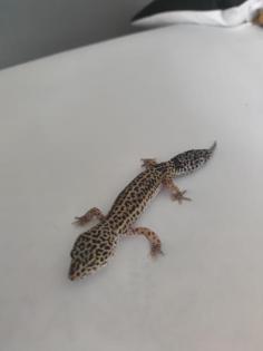 3 Leopardgecko Weibchen