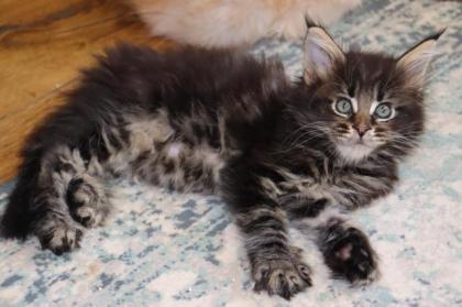 Maine Coon Kater im Wildlook sucht ab Ende August tolles Zuhause
