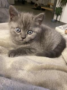 BKH Kitten