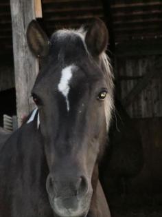 Biete Pflegepony