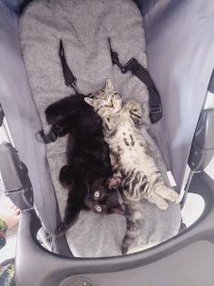 Britisch Kurzhaar Tabby