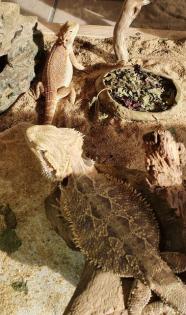 Bartagame - Paar mit Terrarium zu verkaufen