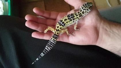 Leopardgecko
