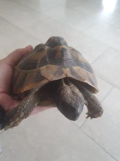 Griechische Landschildkröten w 2008